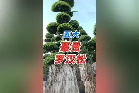 家有罗汉松，万世不受穷，你家有这5个罗汉松品种吗？#罗汉松 #精品盆景 #苗木 @DOU+小助手 视频封面