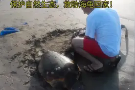 保护海洋环境传递大爱之心（救助海龟回家）#海龟 #海洋生物视频封面