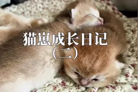猫崽子们脐带开始脱落了，眼睛也慢慢的睁开了#猫 #治愈猫咪
