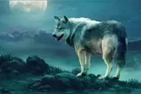 #东北故事 为什么东北把狼叫做张三