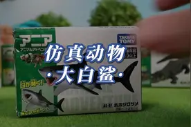 多美仿真动物系列——大白鲨#多美卡收藏 #仿真动物模型视频封面