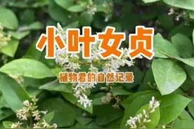 #一点植物学 #星河知识计划 小叶女贞，气味特殊的小花花，香的？臭的？😂视频封面