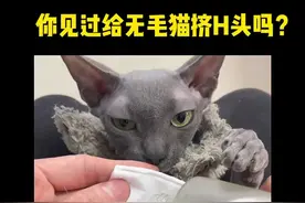 呜呜呜好多黑头怎么办#斯芬克斯无毛猫视频封面