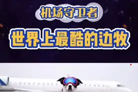 史上最酷边牧Piper！守卫机场安全保护鸟类生命！#狗狗是人类最忠实的朋友 #狗狗 #边牧#萌宠 @抖音短视频视频封面