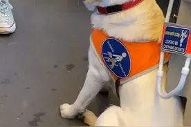 为什么德国人每天中午就吃个面包，还长得又高又壮？