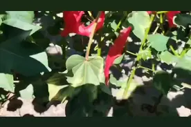 西大华特##易除噻霉酮 #杀菌剂 枯黄萎病的克星！！