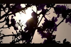 #风景延边抖好龙井犇福牧场-金达莱花视频封面