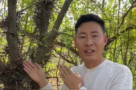 皂荚树的果实因为倪老师所讲的皂荚红枣的价值火了，它的树身长得皂角刺叫天丁，它的种子叫皂米是可以食用的。#皂荚 #皂荚树 #植物科普 #我的乡村生活 @抖音短视频视频封面