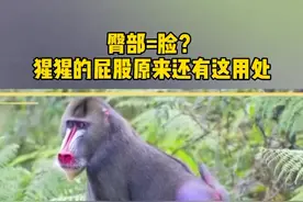 冷知识：臀部等于第二张脸？猩猩的屁股原来还有这用处。#萌宠