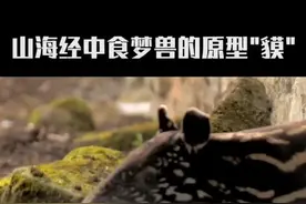 真实存在的解水逆神兽哇#抖知加油站 #dou出新知 #动物 #大自然 #动物世界视频封面