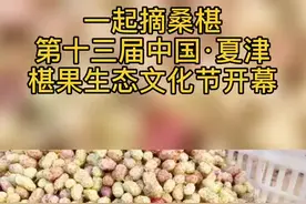 夏津黄河故道的桑椹熟了！赏美景、摘桑椹、品美酒！小伙伴们约不约？#桑椹 #旅游 #旅游复工视频封面