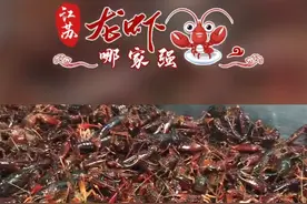 #江苏龙虾哪家强 涨姿势！龙虾青壳好还是红壳好？视频封面
