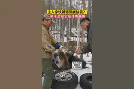 主人拿铁锤砸驯鹿脑袋？原来是帮它敲掉鹿角帽 #神奇动物 #稳准狠 #脑瓜子嗡嗡的 来源@@瓦莲 