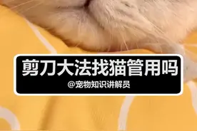 #剪刀大法找猫 管用吗？是真心被猫咪听到了？还是幸存者偏差？