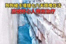 1月19日，江苏徐州。#狗狗卡墙缝一周后被救 像不像顽皮孩子闯大祸后被大人善后？谢谢好心人！