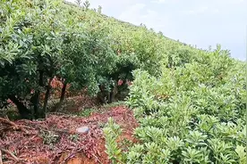 初夏水果的记忆:东魁杨梅，云南石屏的杨梅熟了#杨梅视频封面