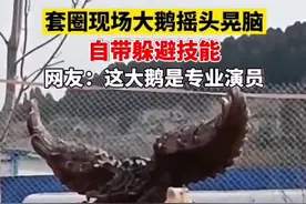 套圈现场大鹅摇头晃脑自带躲避技能，网友：这大鹅是专业演员#大鹅 #搞笑 #套圈 #可可爱爱 视频封面