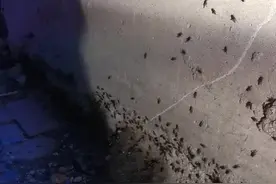 这是要有什么灾难吗？这几天特别多，我家18楼竟然屋子里有3只！！每晚叫！！#蛐蛐 #蛐蛐大战 #不明生物 视频封面