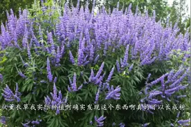 可以长成树的“薰衣草”，其实就是荆条子，小时候谁没挨过它打？看到这种花卉屁股疼