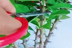 虎刺梅扦插#家庭种植 #养花小知识 #花卉扦插 