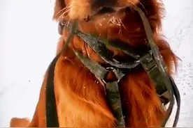 狗狗被主人骂  跑二十公里外投奔主人女儿  见到小主人那一刻狗狗已泪流满面哆嗦的嘴巴好像受了天大的委屈#是宠物更是家人 #其实狗狗什么都懂视频封面