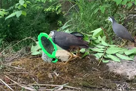 脾气暴躁的小鸟#鸟类实拍 #六一就是要快乐呀 #白面水鸡