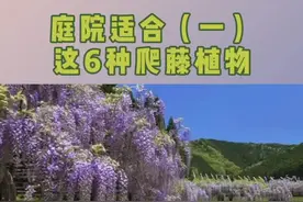 庭院适合栽植这6种爬藤植物！你知道吗？#苗木人#抖音小助手视频封面