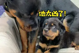 老坨把小坨的头咬成了秃顶，母老虎又使出了她的杀手锏“锁喉”😂#罗威纳