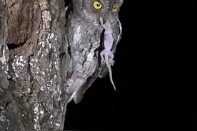 擅长于夜间捕猎的东方角鸮，是一种小型猫头鹰，国家二级保护动物。#野生动物 #猫头鹰@抖音短视频