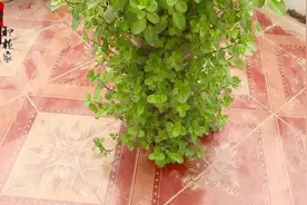 三分钟教会你在家种薄荷小诀窍，简单又实用，枝繁叶茂绿油油！