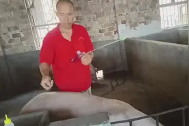母猪配种十六字诀:站立不动，百发百中。阴门拈草，配种刚好。视频封面