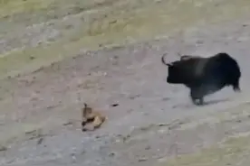 高原独狼企图猎食野牦牛，但最后没有得逞#野生动物零距离 #爱护大自然保护野生动物 #神奇动物在抖音 #动物世界 #野生动物 #敬畏自然 #记录高原 #野牦牛 