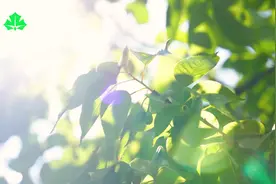 上海市嘉定区江桥小学：江桥小学高岚岚校长：江桥小学秉承学校视频封面