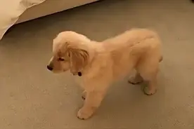 小金毛进主人的房间，却被镜子里的自己吓到了，它的反应好搞笑！视频封面