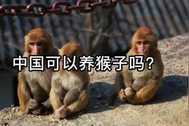 中国可以养猴子吗？