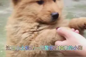 生性胆怯的小土松被一家人用爱温暖最终活成了帅气的小王子#家有中华田园犬 #田园犬 #狗狗 #萌宠 #土松