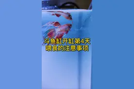 新鱼入缸多久喂食？斗鱼喂什么鱼食，开缸四天开始喂鱼粮啦#泰国斗鱼 #养鱼 #小马玩水族 #水族 