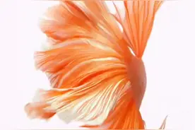 钉 钉钉班级群如何添加学生