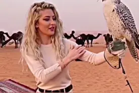 #创作灵感 一只被石油国土豪炒到天价的猎鹰！#海东青#阿拉伯 #迪拜土豪 视频封面