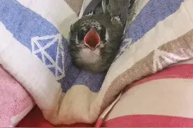 双腿断掉的小喜鹊现在状态很好，还请大家放心。#如何救助受伤的小鸟 