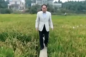 袁隆平的河南情结：受聘河南农业大学，曾多次为河南粮食生产支招