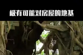 为什么说榕树不容人@抖音自然 #科普 #大自然 #奇闻奇事 #知识创作人 #视频封面