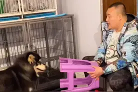 到底是悍妇，连大藏獒都害怕😂视频封面