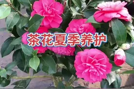 夏季茶花不要暴晒，学会的记得双击加关注哦#茶花 #养花人的乐趣 #选择年轻始棕年轻 #花样蒸烤厨神出道