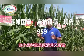 正常国审，粉轴大棒，穗粗行多，高抗锈病，高抗倒伏——现代959视频封面