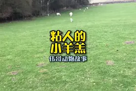 可爱的小羊羔到底有多粘人？叔叔不是坏人！#万物皆有灵性 #萌宠