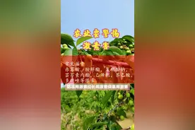 果树管理警惕用激素#三农 #农业 #抖音小助手 #我要上热门 #抖音小助手 #大樱桃