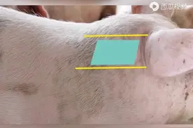 今天我们来说说猪打针的正确位置与技术#畜牧养殖视频封面
