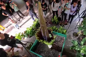 尸香魔芋”开花昨晚开花。先从高处来俯瞰一下它开花过程。