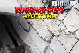 2月13日，山东泰安。#两只狗头被卡墙缝 看这眼神，大过年的一幅无辜可怜相……这也算是患难兄弟了视频封面